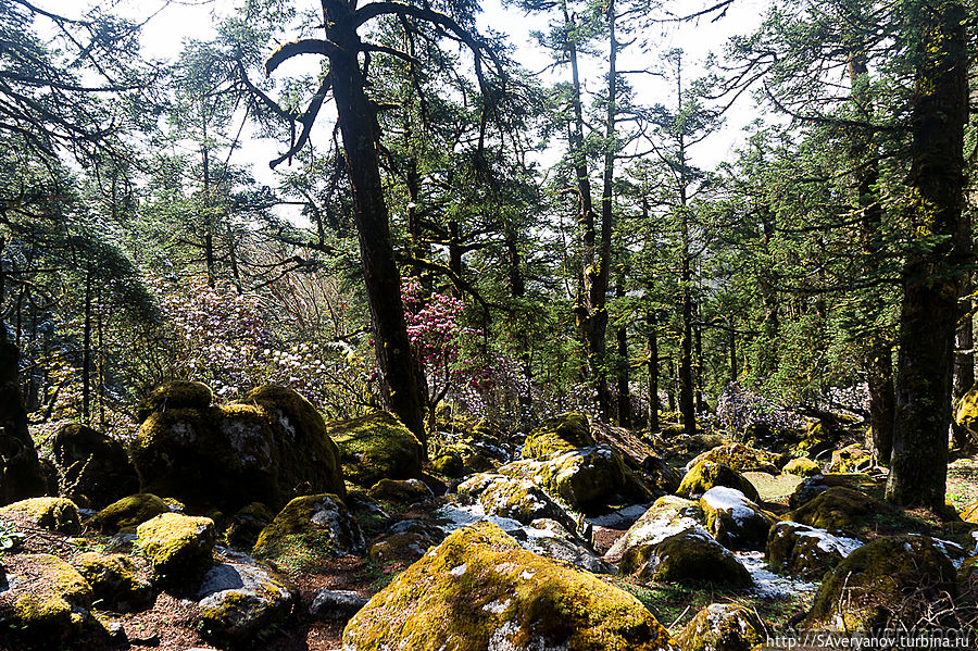 Волшебный лес