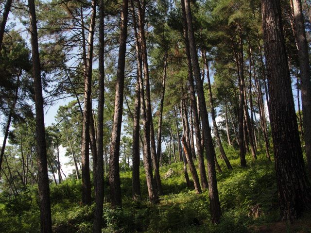 В этом лесочке очень уединенно Гагра, Абхазия