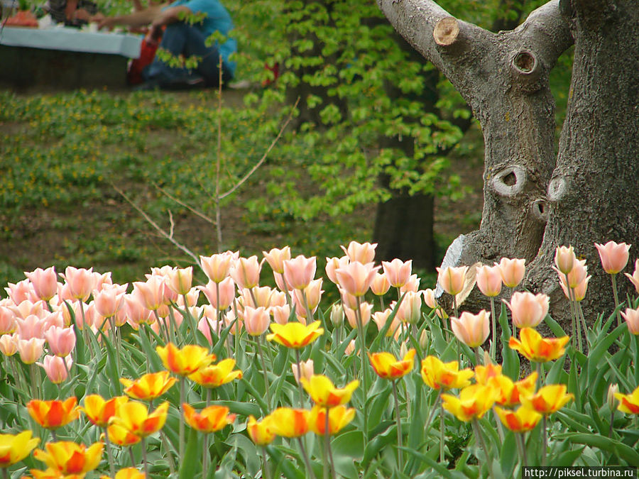Весенняя феерия Певческого поля Киев, Украина
