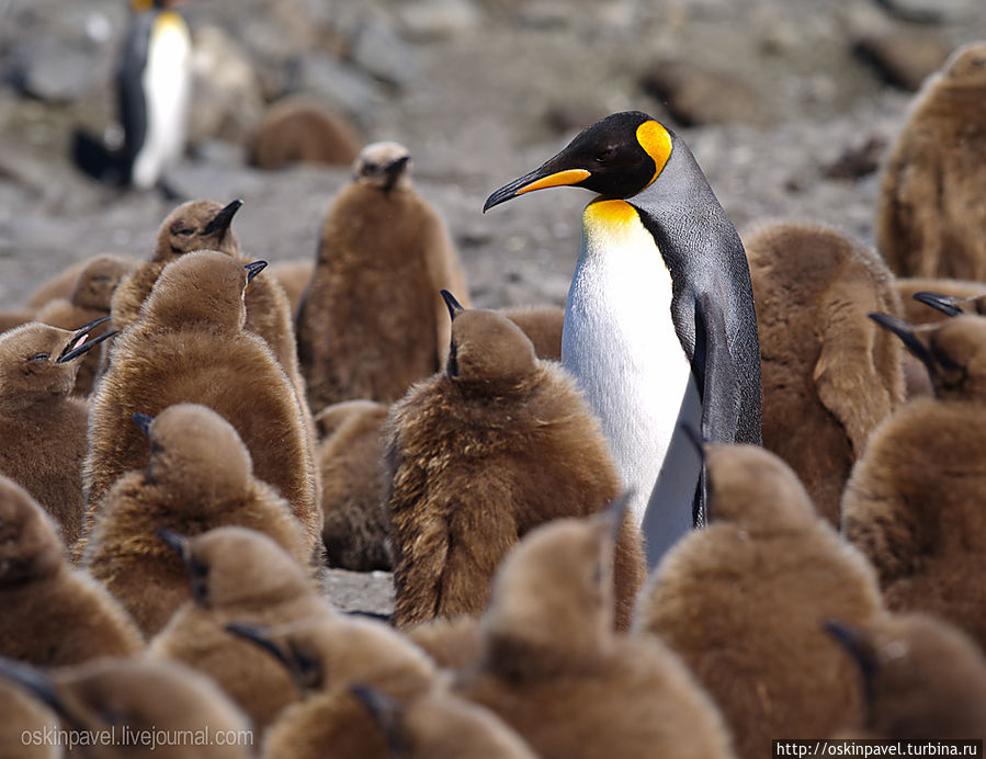 пингвинам что они пингвины 
сказал полярник константин 
до этого они не знали 
но жили так же как сейчас