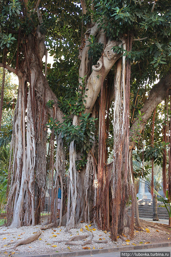 Фикусы рядом с моей гостиницей.