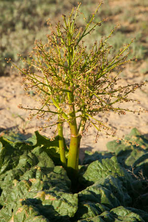 Эти растения мы скашивали брюхом машины, они были повсюду...
