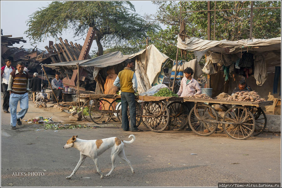 Кругом бурлит повседневная жизнь. Индийские города часто похожи на деревню... Агра, Индия