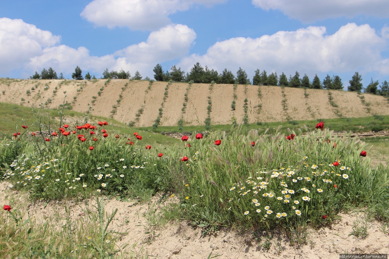 Маковый цвет турецкого берега Сиде, Турция