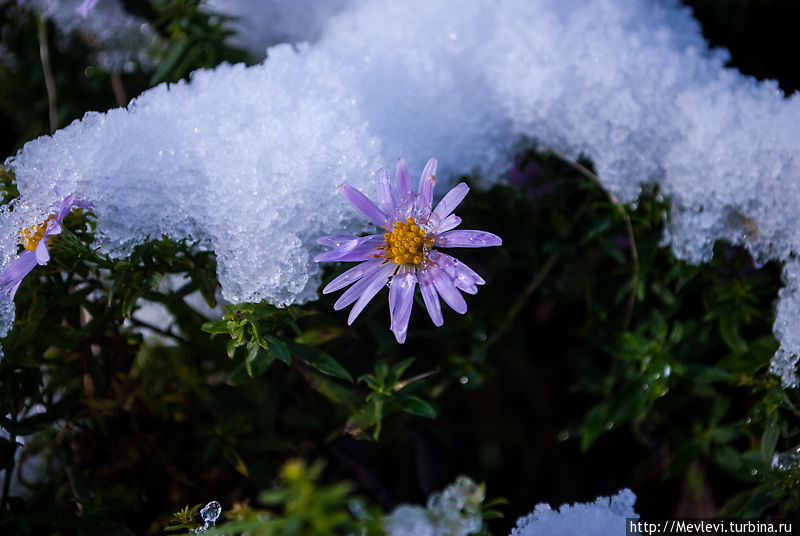 Первый снег в рижском ботаническом саду Рига, Латвия