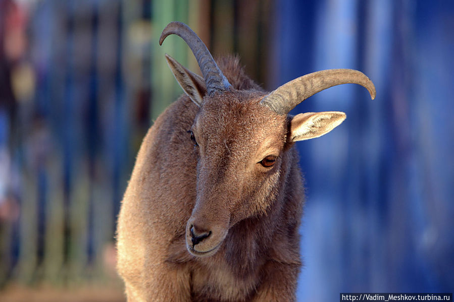 Горный козел в зоопарке 
