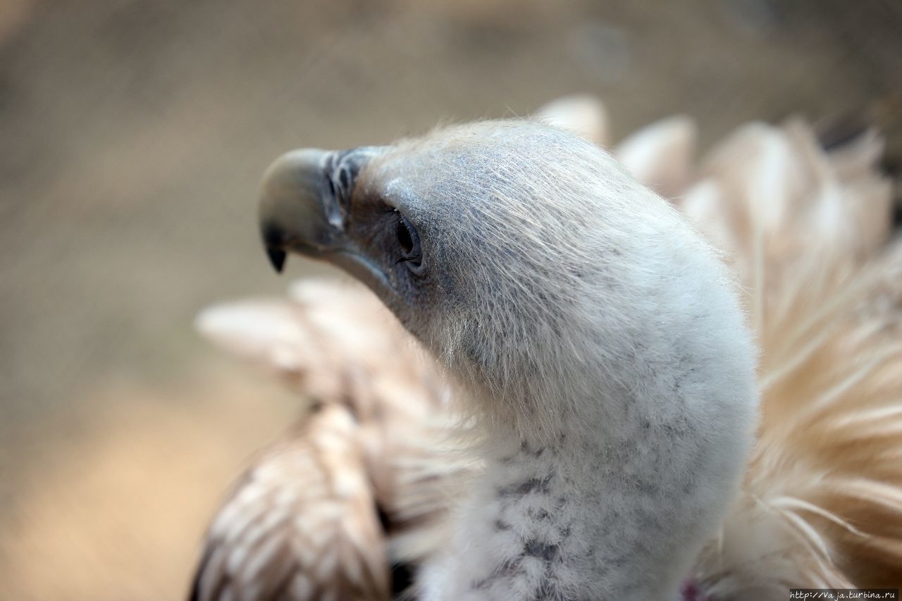 Зоопарк Янгона Янгон, Мьянма