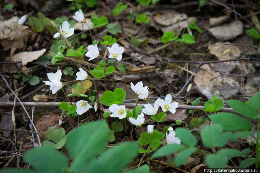 Для чего не стоит сидеть дома в первомай Истра, Россия