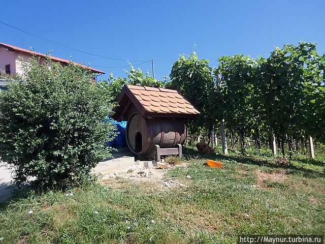 Собачья жизнь тоже имеет отношение к вину.