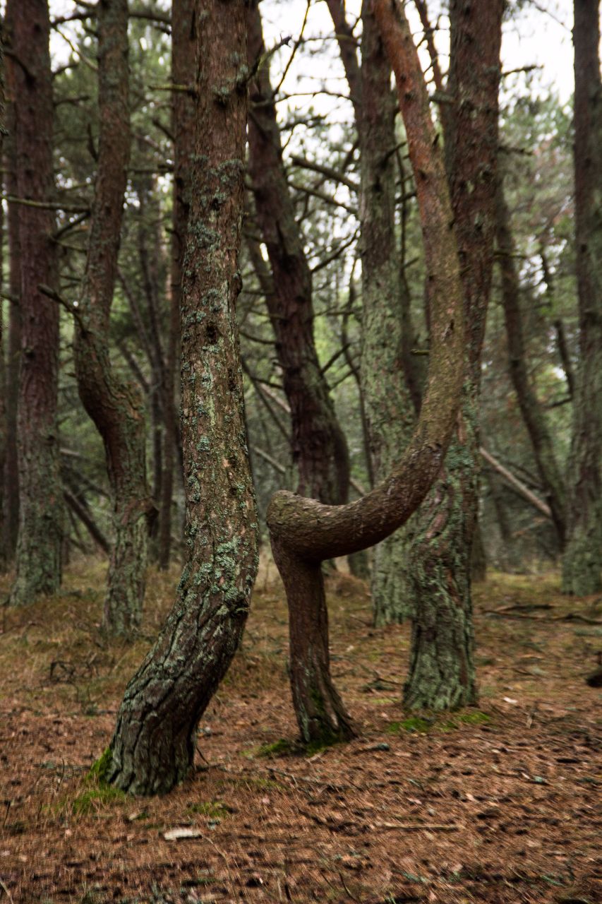 Танцующий лес. Куршская коса