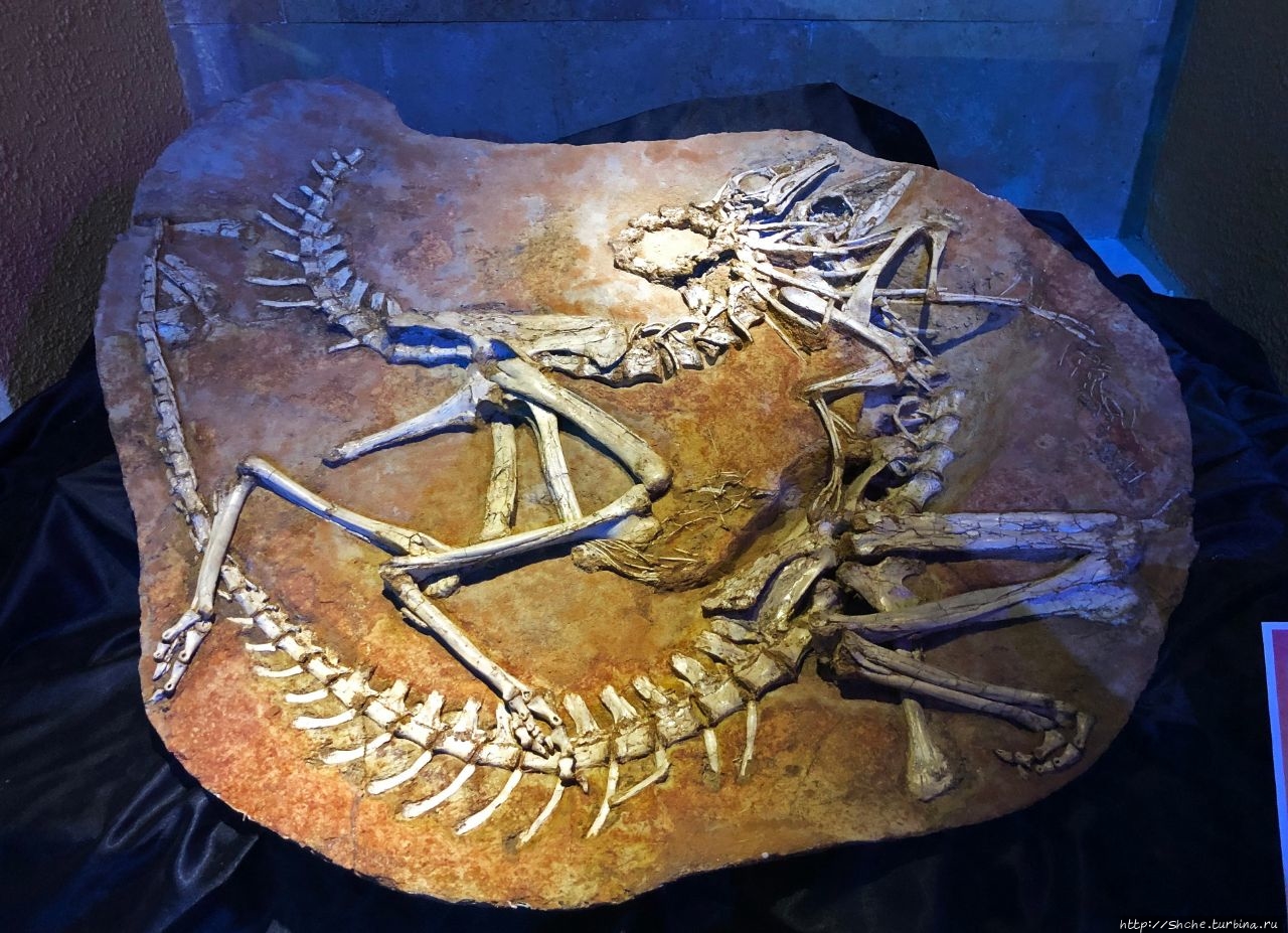 Центральный музей монгольских динозавров в Улан-Баторе