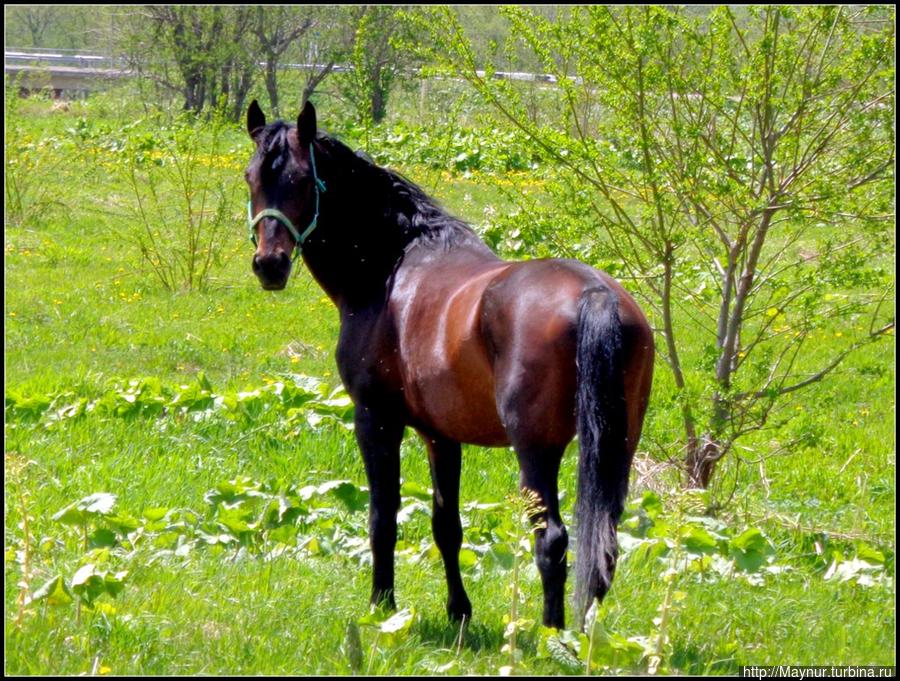 И   в  этом  есть  очарование... Южно-Сахалинск, Россия