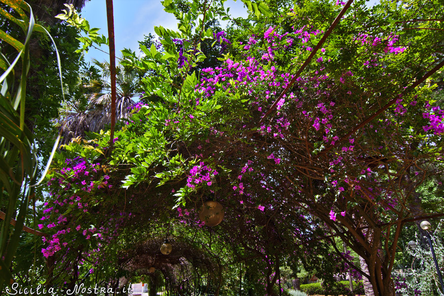 И любуемся цветущими кустами бразильской бугенвиллии, без которой пейзажи летней Сицилии просто немыслимы :) Рибера, Италия