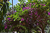 И любуемся цветущими кустами бразильской бугенвиллии, без которой пейзажи летней Сицилии просто немыслимы :)