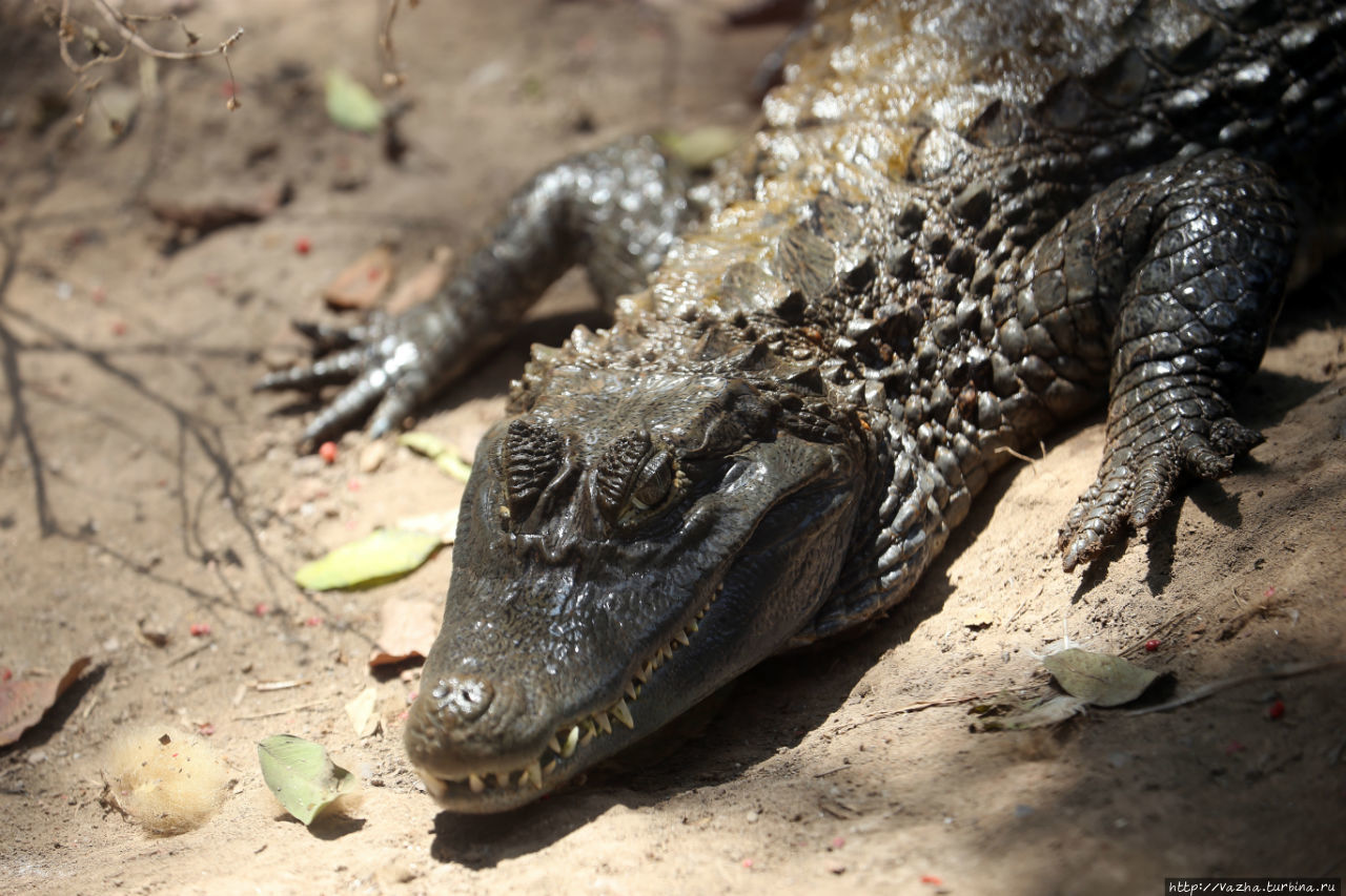 Зоопарк Лимы Лима, Перу