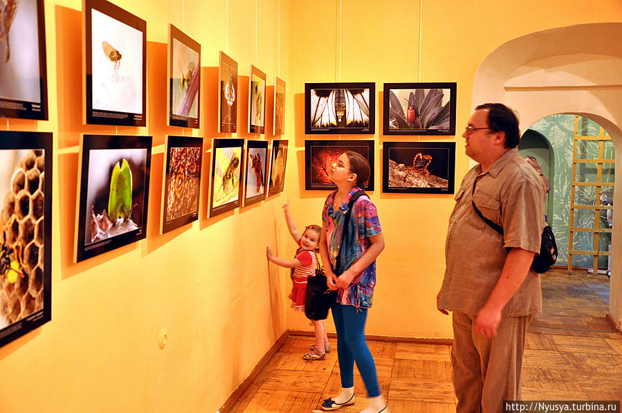 Фотовыставка с изображениями насекомых. Некоторые кадры очень не необычны... Ярославль, Россия