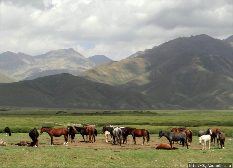 Скот я уже не увидела, зато лошадей — сколько угодно, разных мастей... Чуйская область, Киргизия