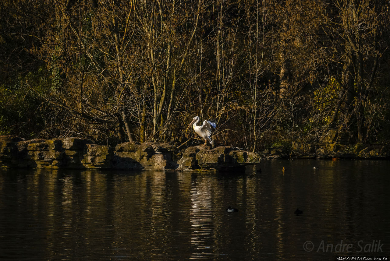 Любимый символ и протеже королевы Англии
