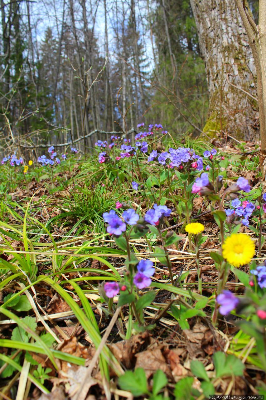 Голубая весна в майском лесу. Знаменское-Раёк, Россия