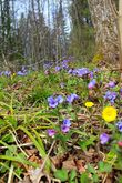 Голубая весна в майском лесу.