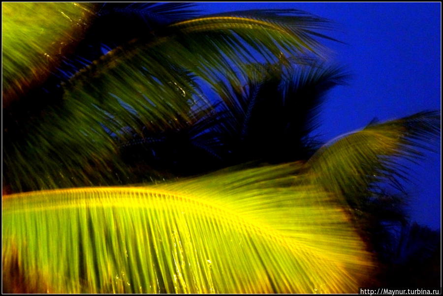 Вечерами   часто  были  грозы.  Листья  пальмы  в  подсветке  молнии.