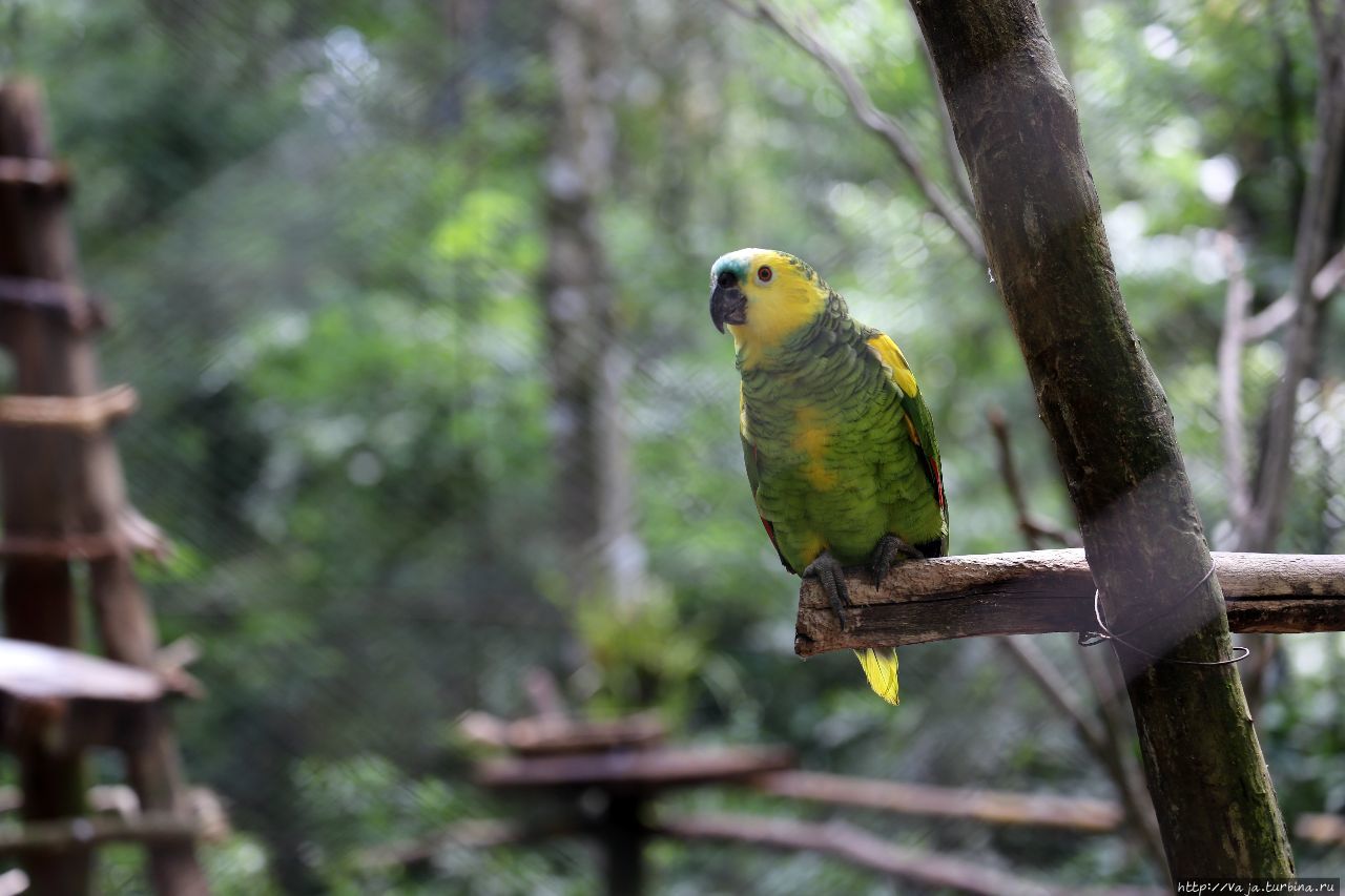 Птицы в зоопарке Пуэрто-Игуасу Пуэрто-Игуасу, Аргентина
