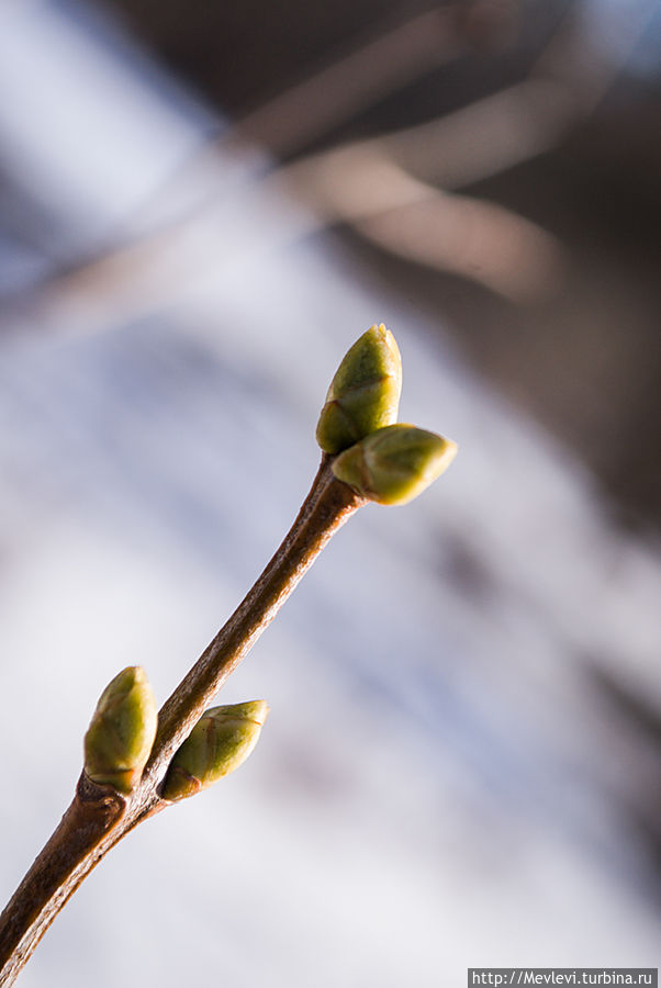 Весна пришла в ботанический Рига, Латвия