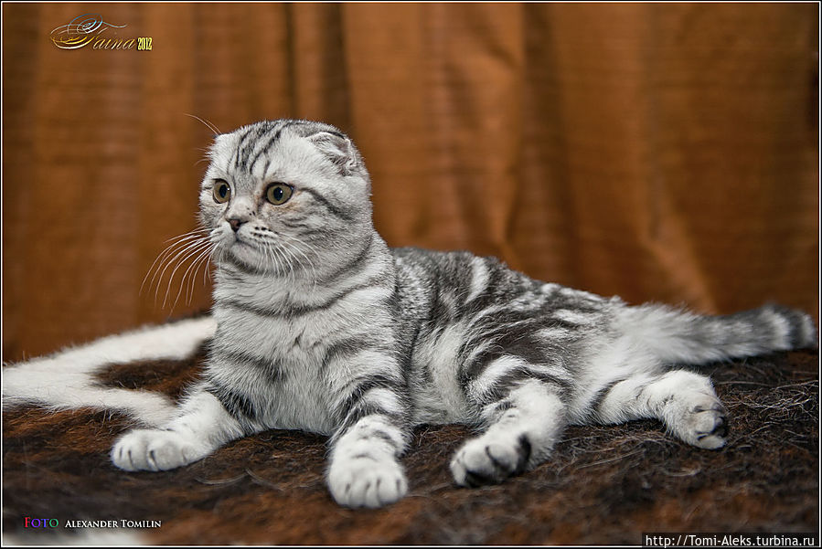 Пушистый мутант из Шотландии