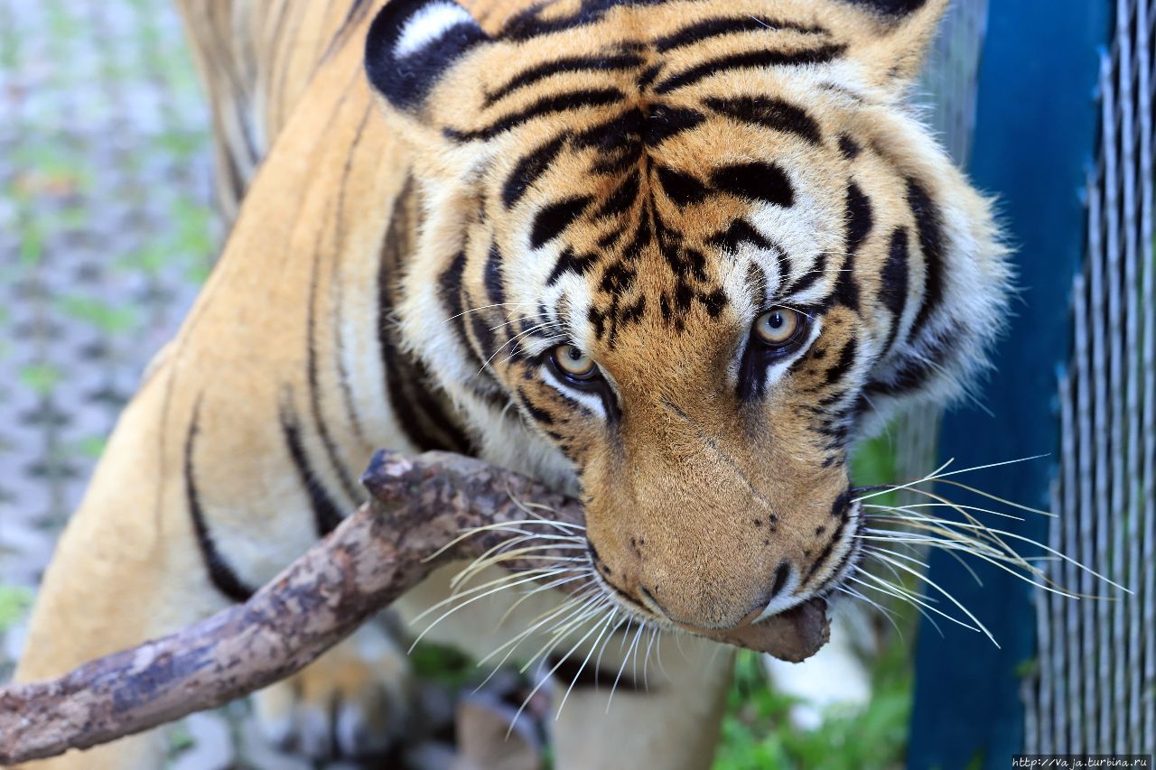 Парк Тигров в Паттайя Паттайя, Таиланд