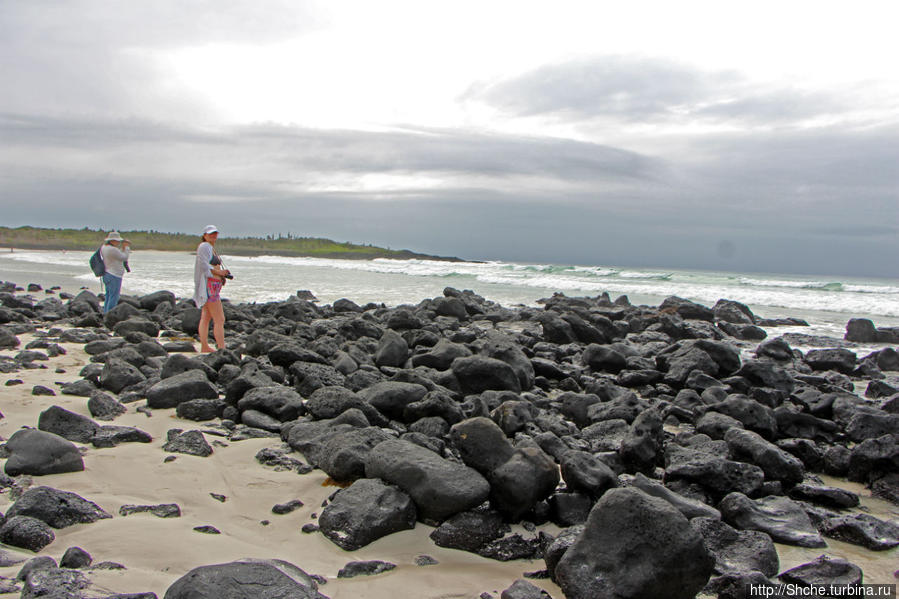а вот на таких каменных грядах игуанам вполне комфортно Пуэрто-Айора, остров Санта-Крус, Эквадор