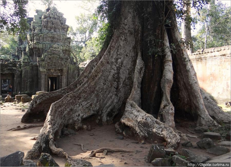 Самое пугающее дерево Та Прома Провинция Сиемреап, Камбоджа