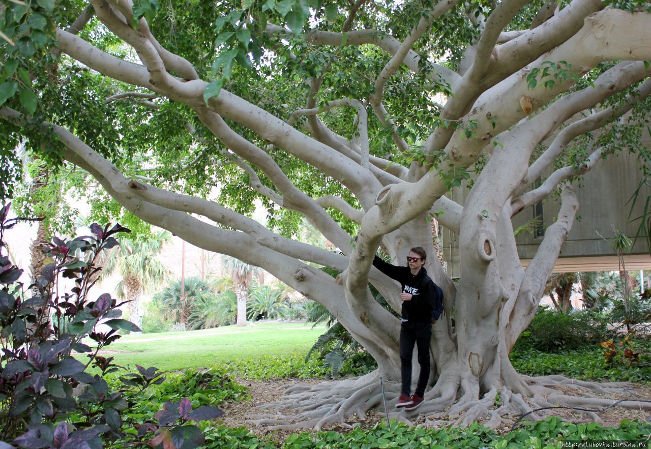 Фикус Сикомора (Ficus Sycamorus) Эйн-Геди, Израиль