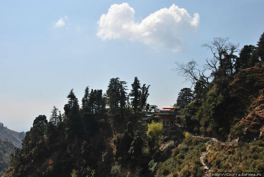 Индия: Дарамсала —  водопад Багсу и кашмирский чай Дхарамсала, Индия