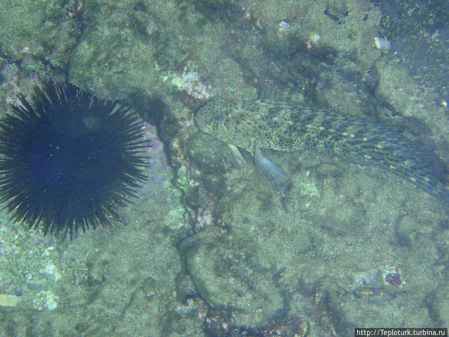 Подводный мир Турции Турция