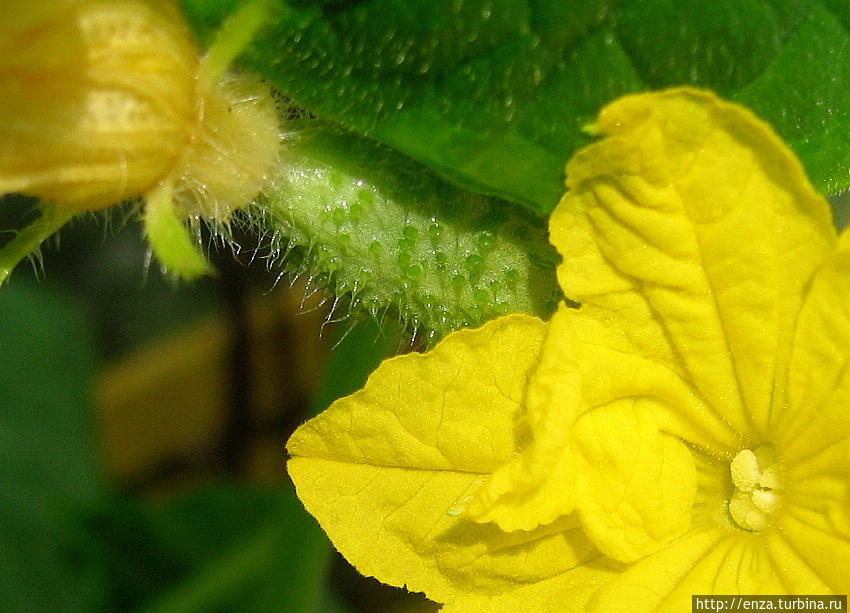 Дачная феерия