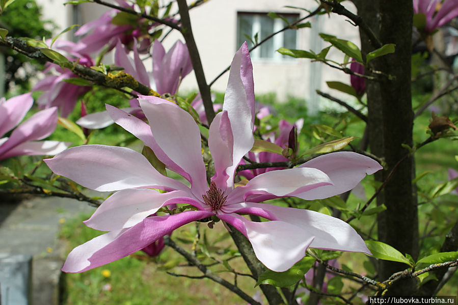 Магнолия. Германия