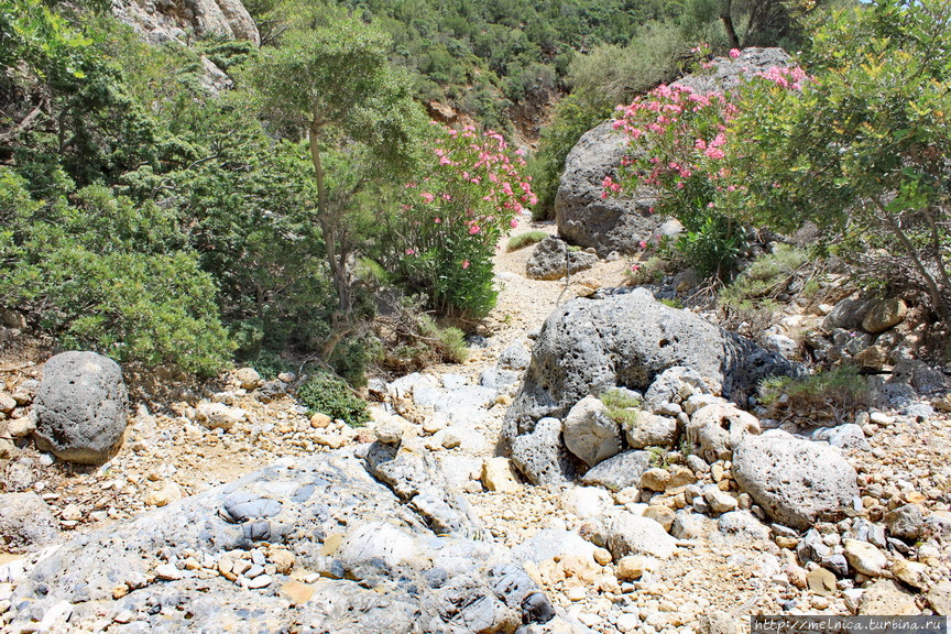 Тропа петляет между камней и ароматных кустов...не дает соскучиться) Остров Крит, Греция