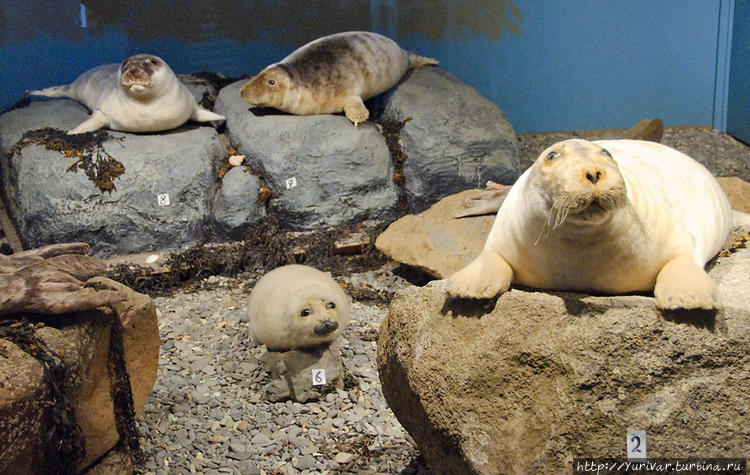 В музее тюленей в городке