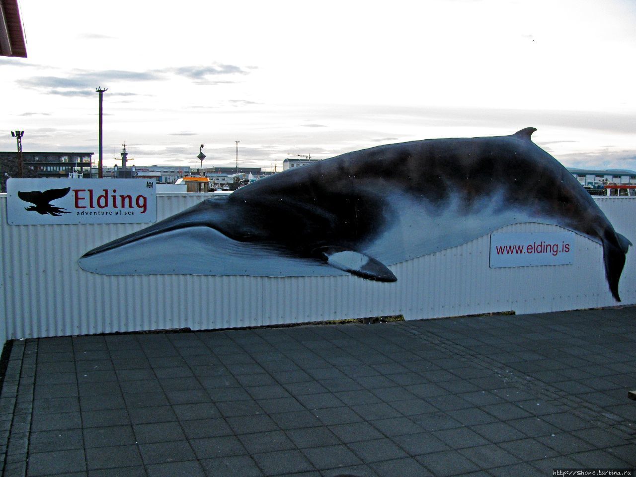 Центр наблюдения за китами 