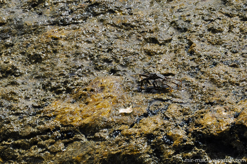 Морская живность греется на камне. Нуса-Дуа, Индонезия