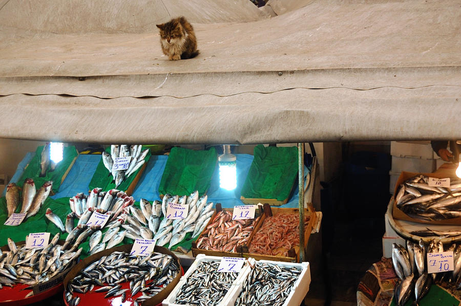 Рыбный рынок у Галатского моста. Кошак хорошо устроился Стамбул, Турция