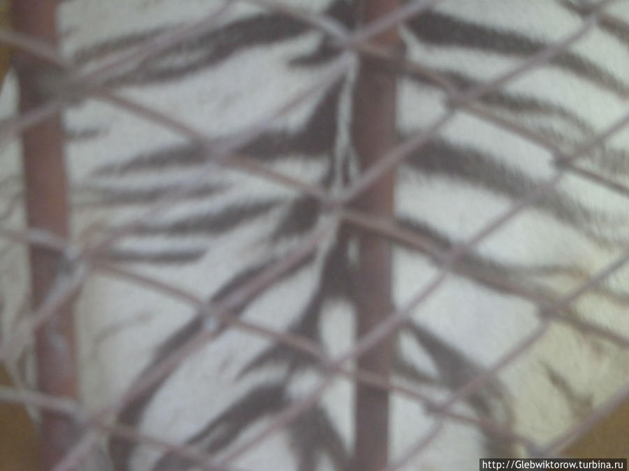 Самут-Пракан. Зоопарк Самут-Пракан, Таиланд