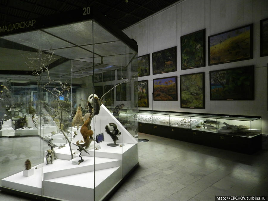 Государственный Дарвиновский музей Москва, Россия