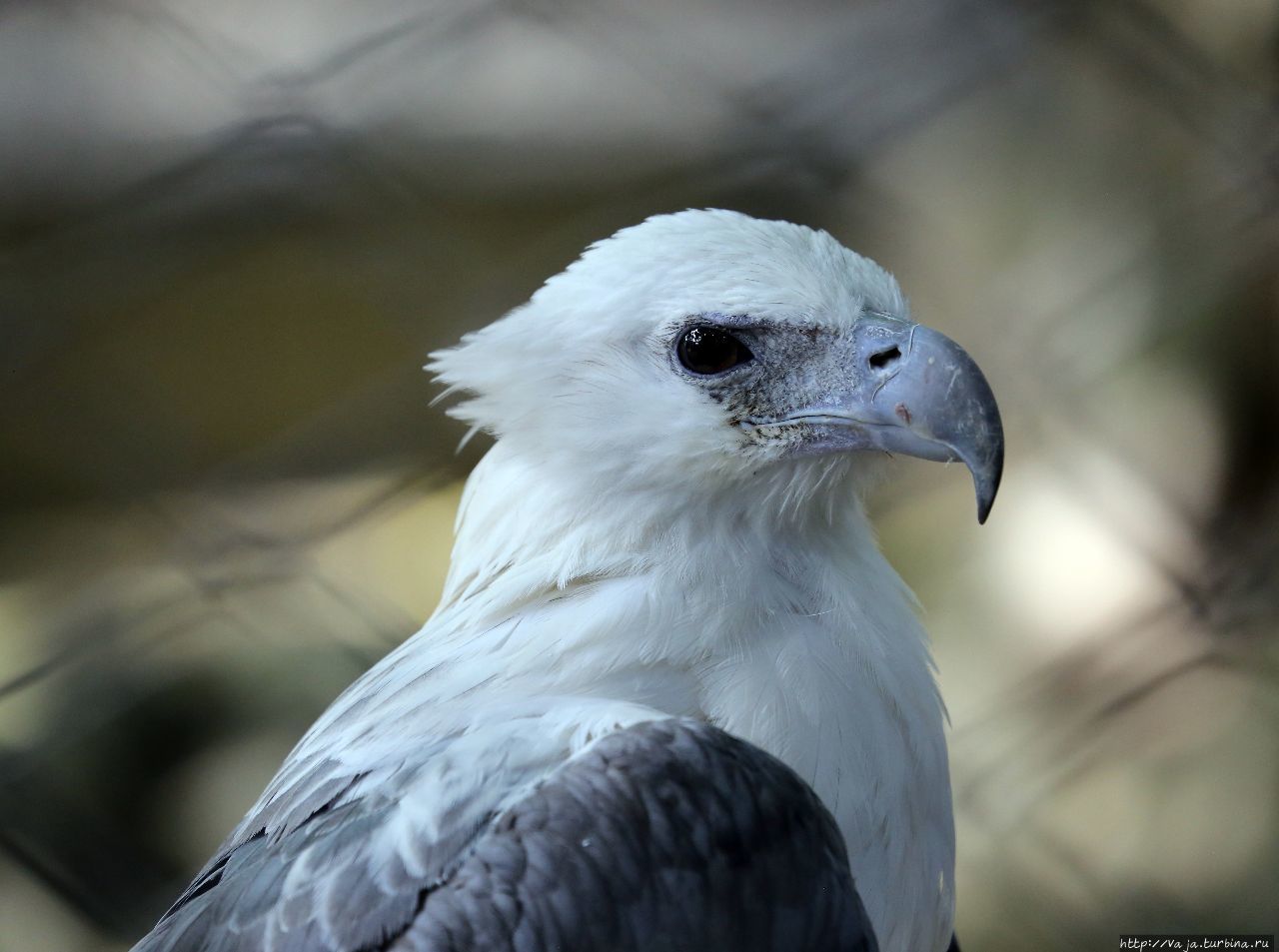 Зоопарк Манилы Манила, Филиппины