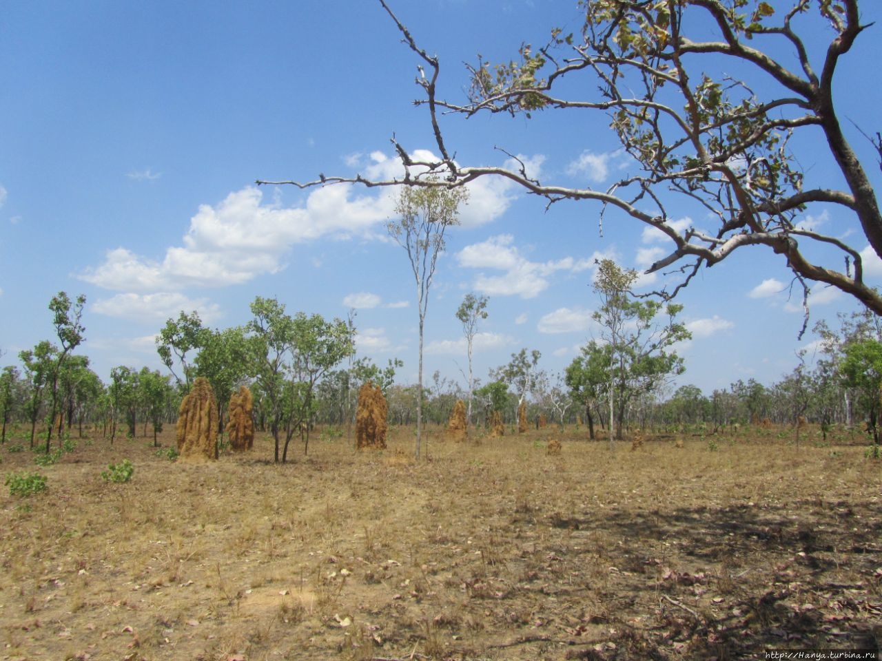 Соборные термитники Какаду Национальный Парк, Австралия