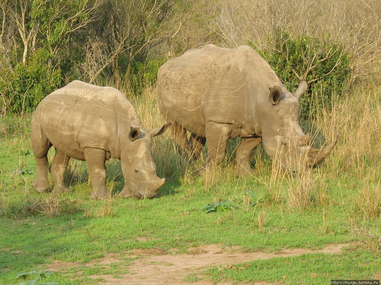 Парк Hluhluwe Imfolozi Game Reserve Шлушлуве-Умфолози Национальный Парк, ЮАР