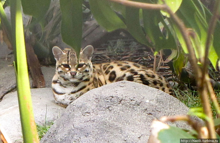 Небольшой представитель кошачьих; размером с крупного кота Мехико, Мексика