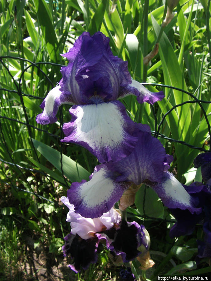 Новости ирисового сада — 2014 (1)