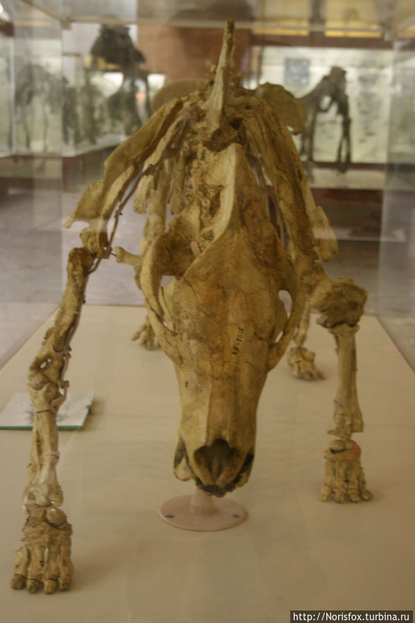 Скелет Диноцерата-Продиноцероса. Палиоцен. Монголия