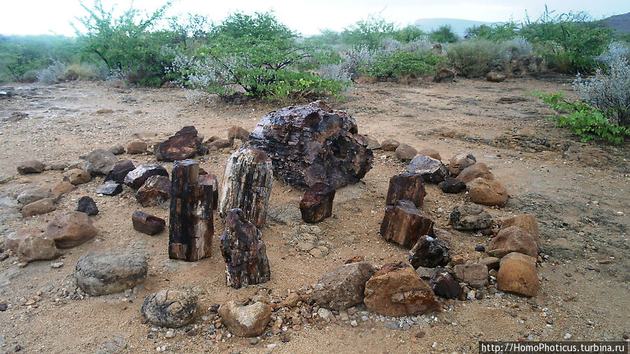 Реликтовые вельвичии и окаменелый лес Хориксас, Намибия
